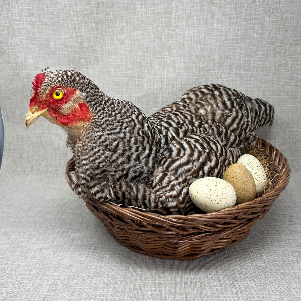 Opryland Hotel Dominicker Hen Taxidermy Wicker Basket Eggs Farmhouse Beautiful